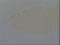 Mesobiotus furciger image