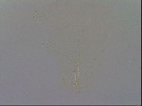 Mesobiotus furciger image