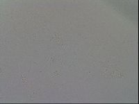 Mesobiotus furciger image