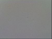 Mesobiotus furciger image