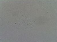 Mesobiotus furciger image