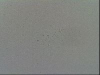 Mesobiotus furciger image