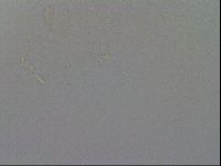 Mesobiotus furciger image