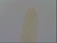 Mesobiotus furciger image