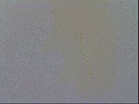 Mesobiotus furciger image