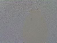 Mesobiotus furciger image