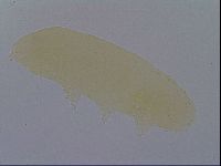 Mesobiotus furciger image