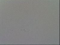 Mesobiotus furciger image