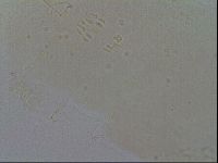 Mesobiotus furciger image