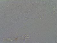 Mesobiotus furciger image