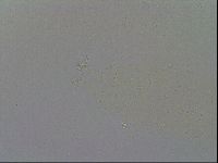 Mesobiotus furciger image