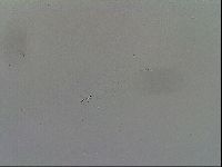Mesobiotus furciger image