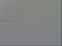 Mesobiotus furciger image