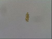 Mesobiotus furciger image