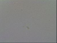 Mesobiotus furciger image