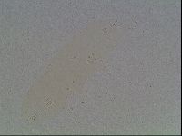 Mesobiotus furciger image