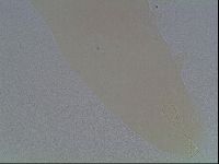 Mesobiotus furciger image