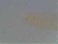 Mesobiotus furciger image