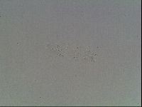 Mesobiotus furciger image