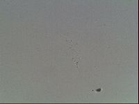 Mesobiotus furciger image