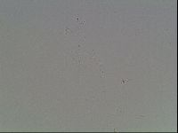 Mesobiotus furciger image