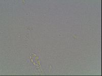 Mesobiotus furciger image