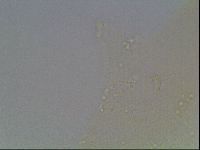 Mesobiotus furciger image