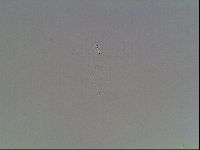 Mesobiotus furciger image