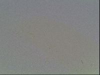 Mesobiotus furciger image