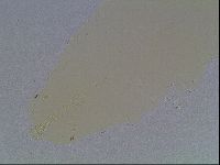 Mesobiotus furciger image