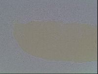 Mesobiotus furciger image