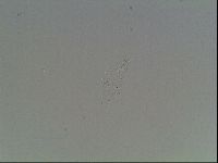 Mesobiotus furciger image