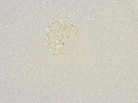 Mesobiotus furciger image