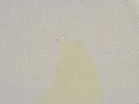 Mesobiotus furciger image