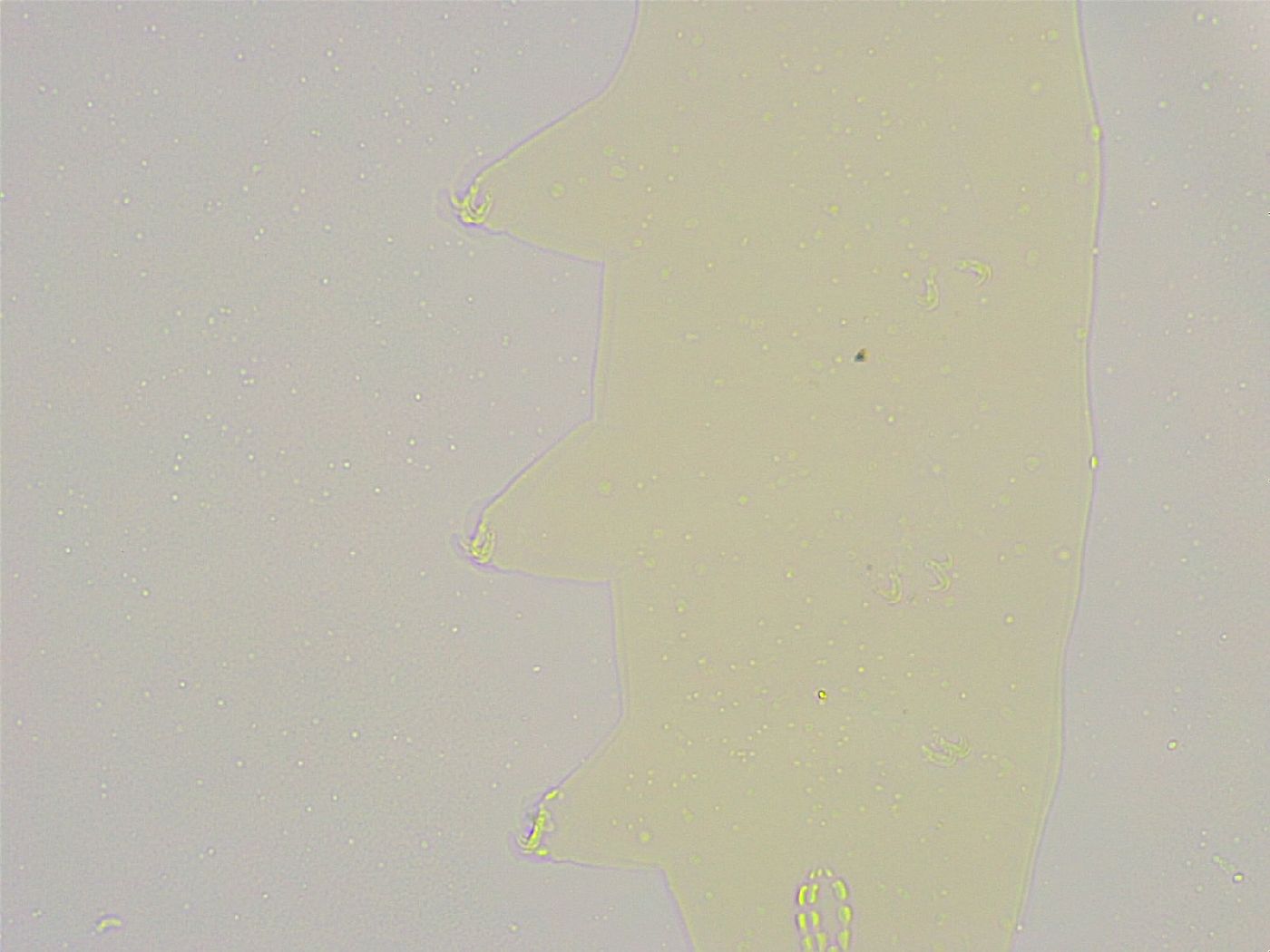 Mesobiotus furciger image