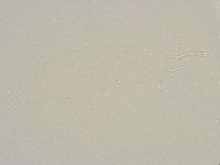 Mesobiotus furciger image