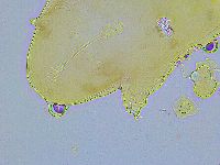 Adorybiotus granulatus image