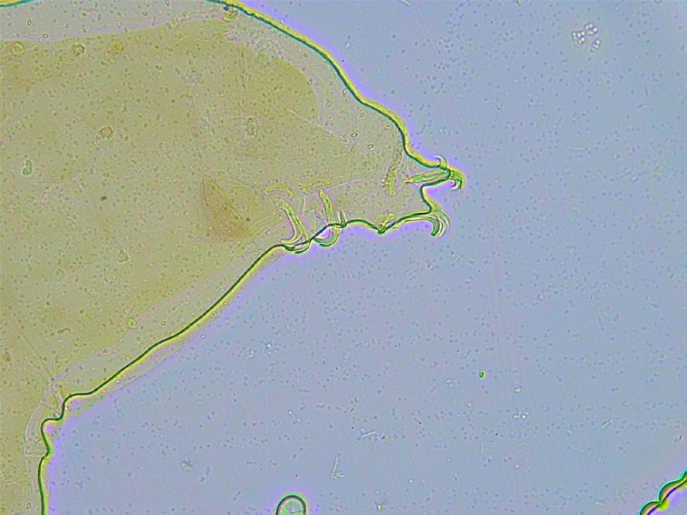 Adorybiotus granulatus image