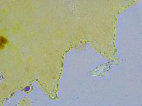 Adorybiotus granulatus image