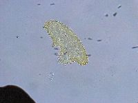 Macrobiotus grandis image
