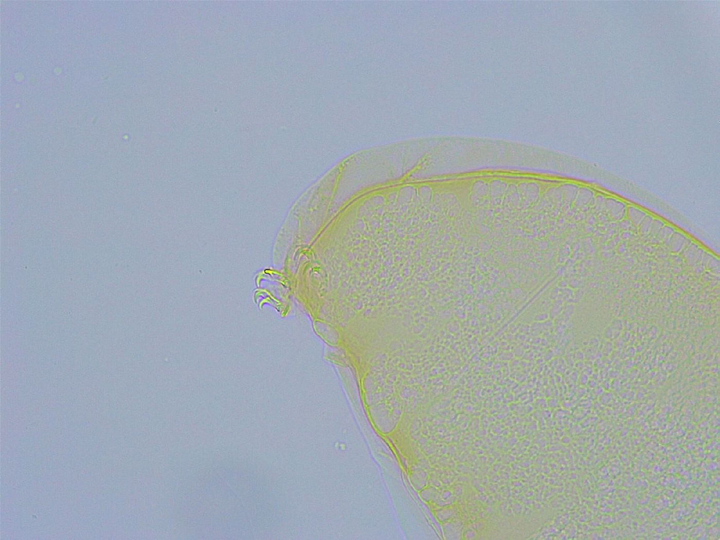 Macrobiotus grandis image