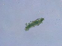 Thulinius saltursus image