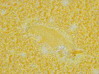 Thulinius saltursus image