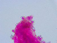 Thulinius saltursus image