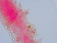 Thulinius saltursus image