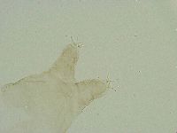 Thulinius saltursus image