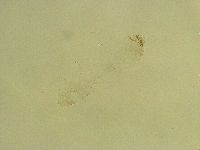 Thulinius saltursus image