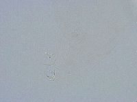 Thulinius saltursus image