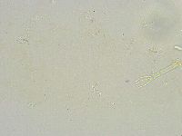Thulinius saltursus image