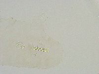 Thulinius saltursus image